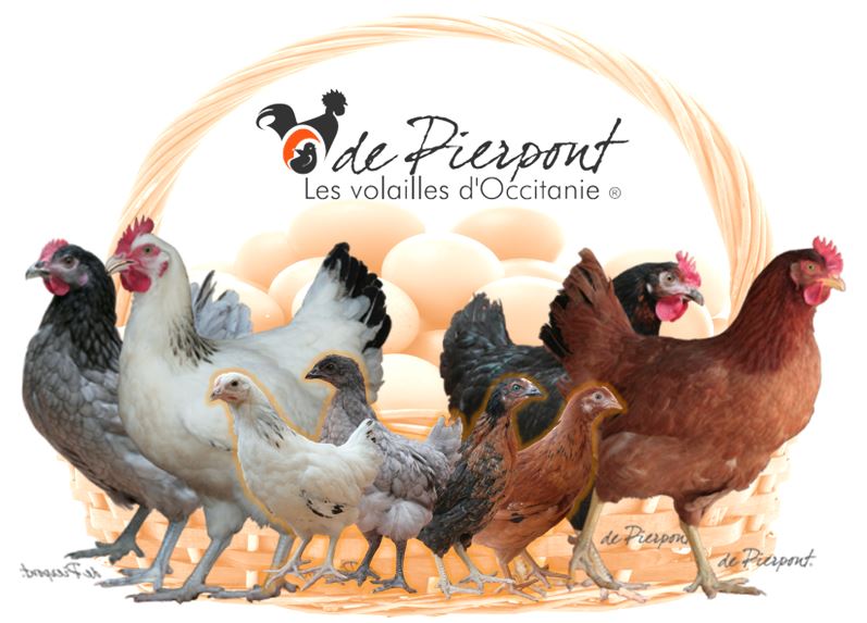 GFA de Pierpont - Poules et poulettes pondeuses