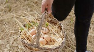 De Pierpont les Volailles d'Occitanie - Nos Poules Pondeuses