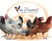 GFA de Pierpont - Poules et poulettes pondeuses