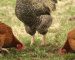 image internet poules